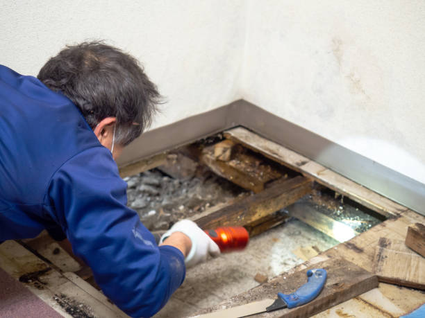 Best White Mold Remediation in Summerfield, MD