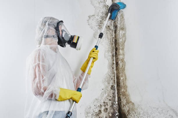 Best Industrial Mold Remediation in Summerfield, MD
