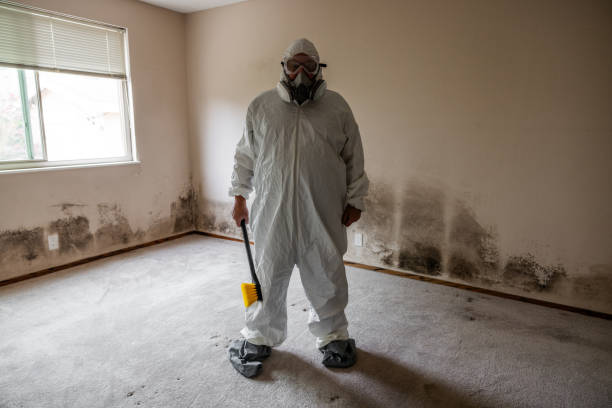 Professional Mold Remediation in Summerfield, MD
