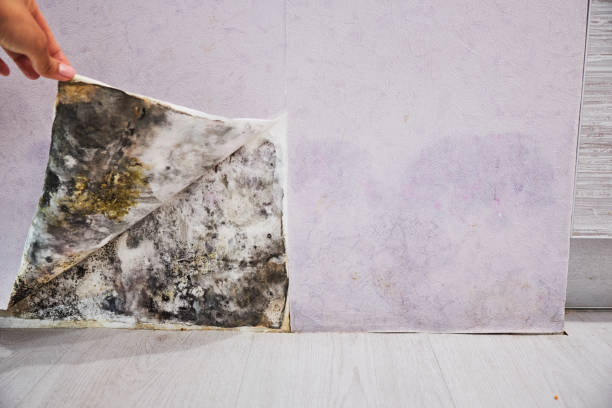 Best Black Mold Remediation in Summerfield, MD